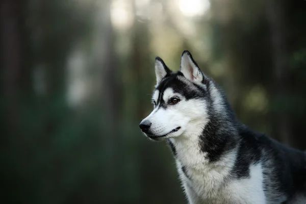 犬はシベリアハスキーを繁殖させ — ストック写真
