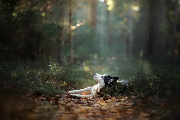 Raça cão siberiano husky — Fotografia de Stock