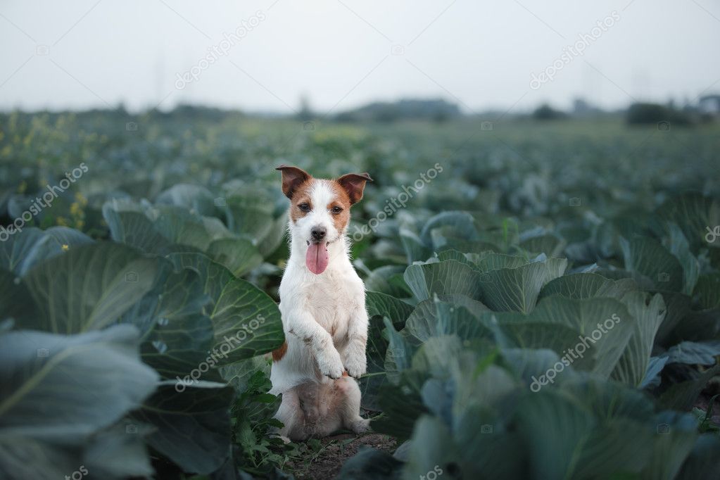 Dog Jack Russell Terrier