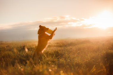 Köpek Nova Scotia ördek paralı av köpeği