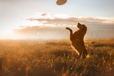 Köpek Nova Scotia ördek paralı av köpeği