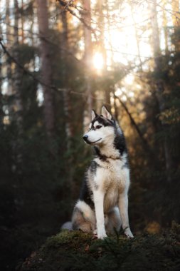 Köpek cinsi Sibirya kurdu.