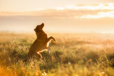 Köpek Nova Scotia ördek paralı av köpeği