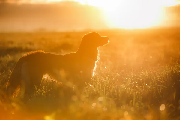 Hund nova scotia anka tolling retriever — Stockfoto