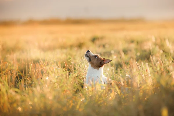 Kutya Jack Russel terrier — Stock Fotó