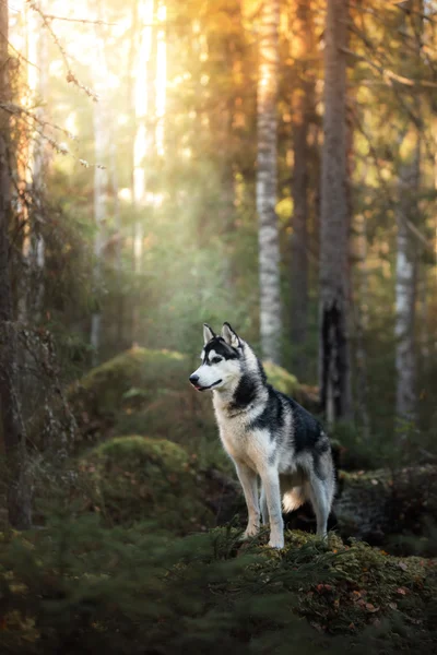 Hunderasse Sibirischer Husky — Stockfoto