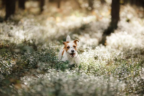 Perro jack russell terrier —  Fotos de Stock