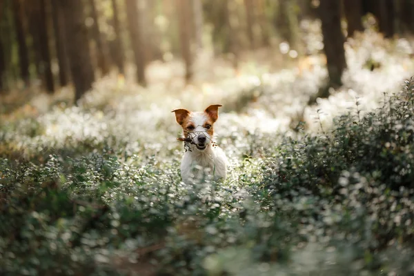 Hund jack russell terrier — Stockfoto