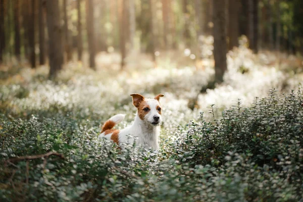 Hund Jack Russell Terrier — Stockfoto