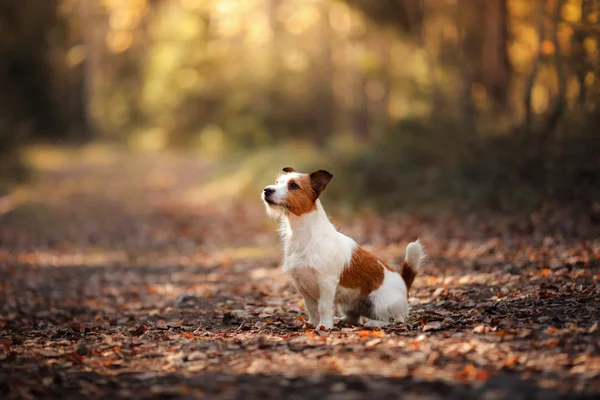 Köpek Jack Russell Terrier — Stok fotoğraf