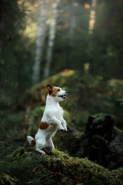 Pies Jack Russell terrier — Zdjęcie stockowe