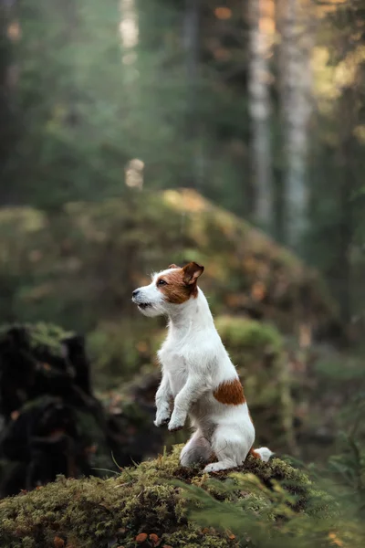 Hund jack russell terrier — Stockfoto