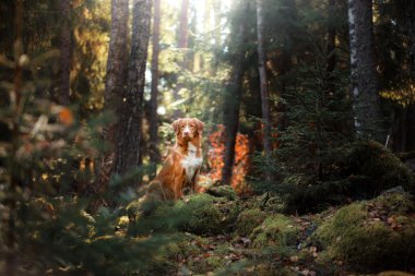 Köpek Nova Scotia ördek paralı av köpeği