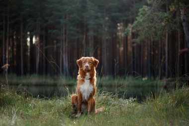 Köpek Nova Scotia ördek paralı av köpeği