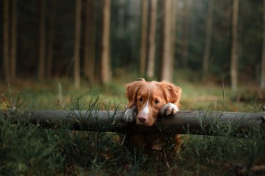 Köpek Nova Scotia ördek paralı av köpeği