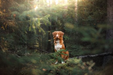 Köpek Nova Scotia ördek paralı av köpeği