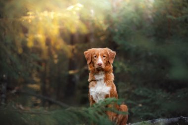 Köpek Nova Scotia ördek paralı av köpeği