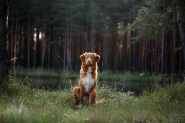 Köpek Nova Scotia ördek paralı av köpeği