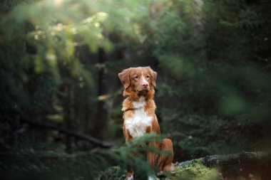 Köpek Nova Scotia ördek paralı av köpeği