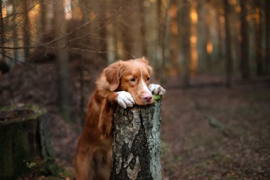 Köpek Nova Scotia ördek paralı av köpeği