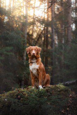 Köpek Nova Scotia ördek paralı av köpeği