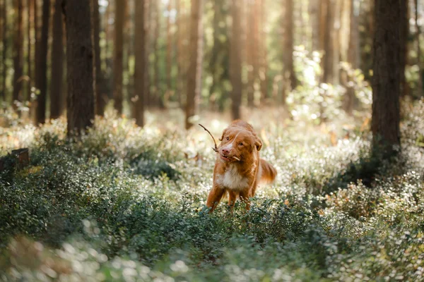 Perro nova scotia pato peaje retriever — Foto de Stock