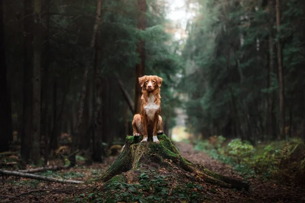 Cão nova scotia pato tolling retriever — Fotografia de Stock