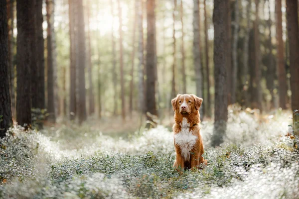 Cane nova scotia anatra tolling retriever — Foto Stock