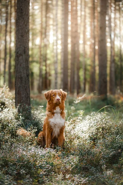 Cão nova scotia pato tolling retriever — Fotografia de Stock