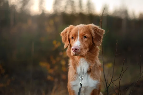 Cão nova scotia pato tolling retriever — Fotografia de Stock