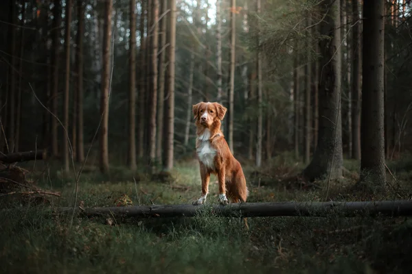 Cane nova scotia anatra tolling retriever — Foto Stock