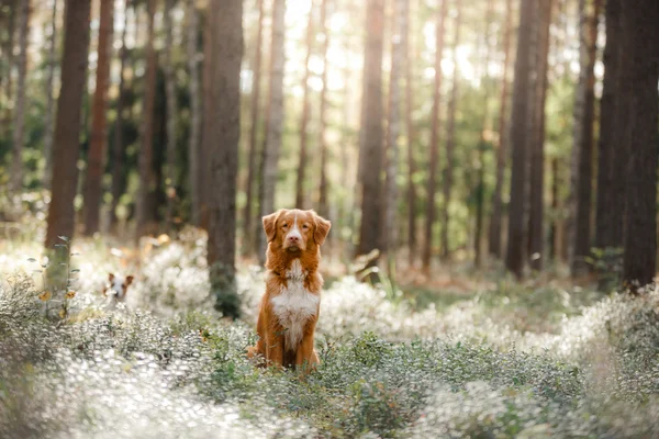 Pies nova scotia kaczka tolling retriever — Zdjęcie stockowe