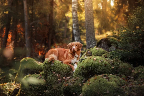 Dog nova scotia duck Maut-Retriever — Stockfoto