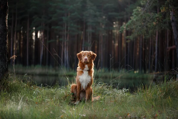 Hond nova scotia eend tolling retriever — Stockfoto