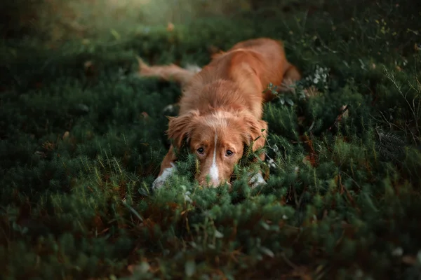 Hond nova scotia eend tolling retriever — Stockfoto