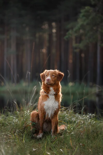 Hund nova scotia anka tolling retriever — Stockfoto