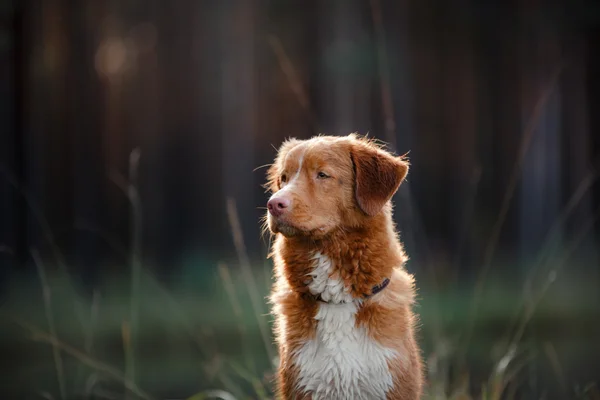 Hond nova scotia eend tolling retriever — Stockfoto