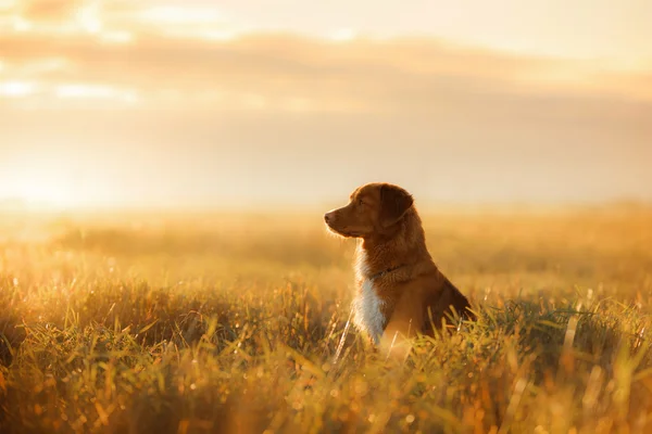 Pies nova scotia kaczka tolling retriever — Zdjęcie stockowe