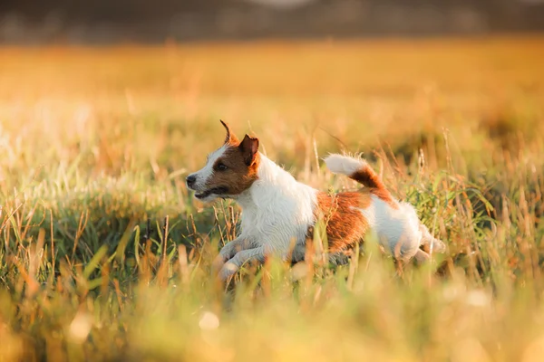 Dog Jack Russell Terrier — Stock Photo, Image