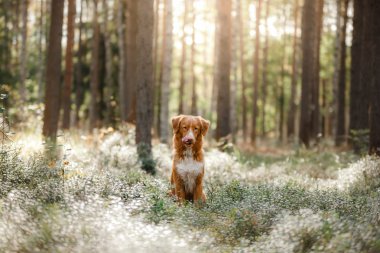 Köpek Nova Scotia ördek paralı av köpeği