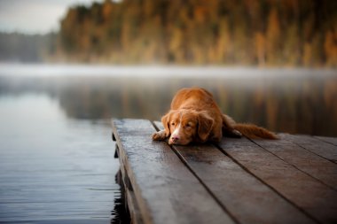 Köpek Nova Scotia ördek paralı av köpeği