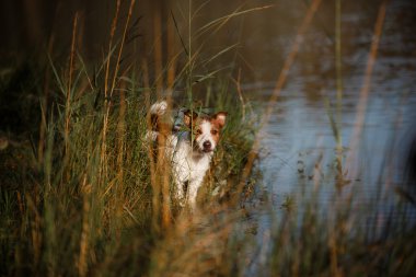 Köpek Jack Russell Terrier