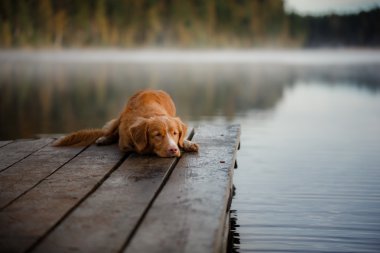 Köpek Nova Scotia ördek paralı av köpeği