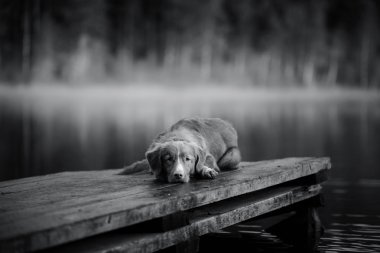 Köpek Nova Scotia ördek paralı av köpeği