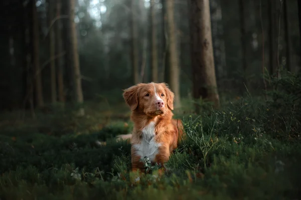 Cão nova scotia pato tolling retriever — Fotografia de Stock