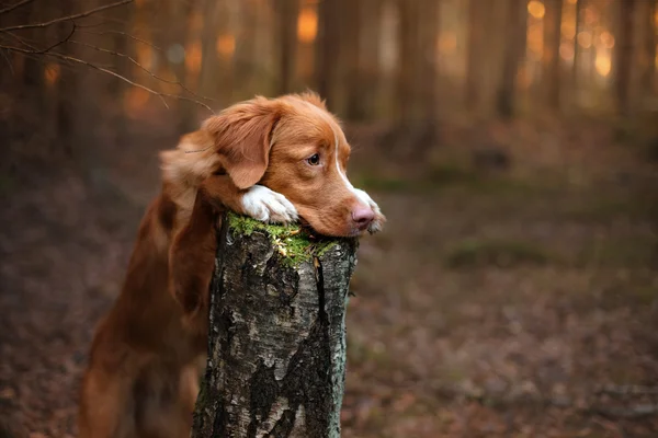 Dog nova scotia duck Maut-Retriever — Stockfoto