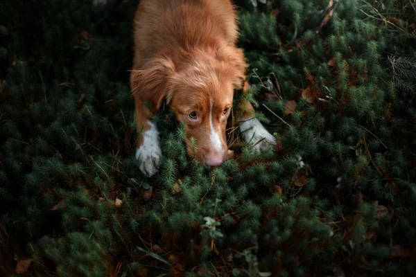 Dog Nova Scotia Duck Tolling Retriever — Stock Photo, Image