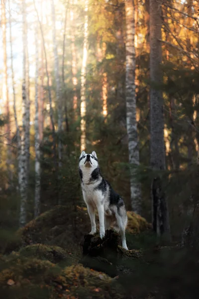 Собачья порода сибирская хаски — стоковое фото