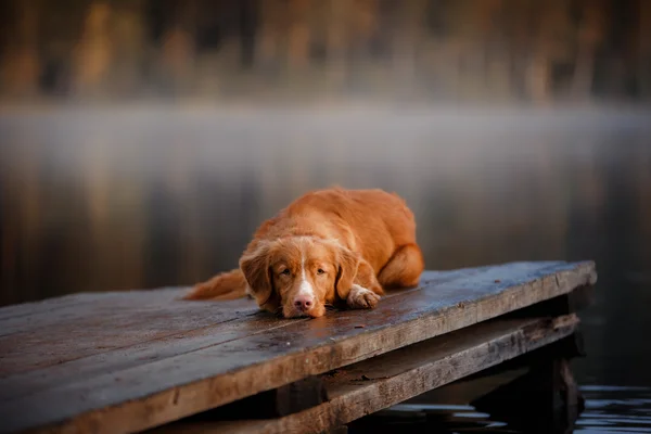 Pies nova scotia kaczka tolling retriever — Zdjęcie stockowe