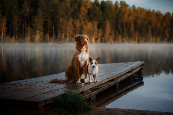 Dog nova scotia duck Maut-Retriever — Stockfoto